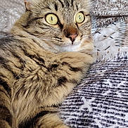 Yop participe au concours pour gagner de l'argent avec cette photo : cat, tabby_cat, fluffy, yellow_eyes, pet, animal, feline, whiskers, ears, fur, bed, blanket, patterned_blanket, indoor, resting, close_up, cute, alert, curious, soft