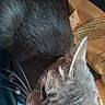 cat, gray_cat, tabby_cat, whiskers, ear, closeup, paper_bag, text_on_bag, indoor, pet, animal, feline, fur, sleeping, resting, blurry, dim_light, domestic_animal, head, close_shot