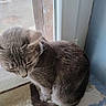 cat, gray_tabby, windowsill, window, indoor, pet, feline, animal, fur, whiskers, ears, tail, resting, looking_down, natural_light, close_up, house, cozy, curled_up, quiet