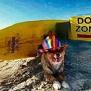 Mason is registered to the contest to win money with this photo: dog, beach, sand, surfboard, hat, rainbow, colorful, outdoor, seaside, ocean, sign, dog_zone, sitting, tongue_out, happy, pet, leash, sunlight, shore, surfing