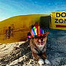 dog, beach, sand, surfboard, hat, rainbow, colorful, outdoor, seaside, ocean, sign, dog_zone, sitting, tongue_out, happy, pet, leash, sunlight, shore, surfing