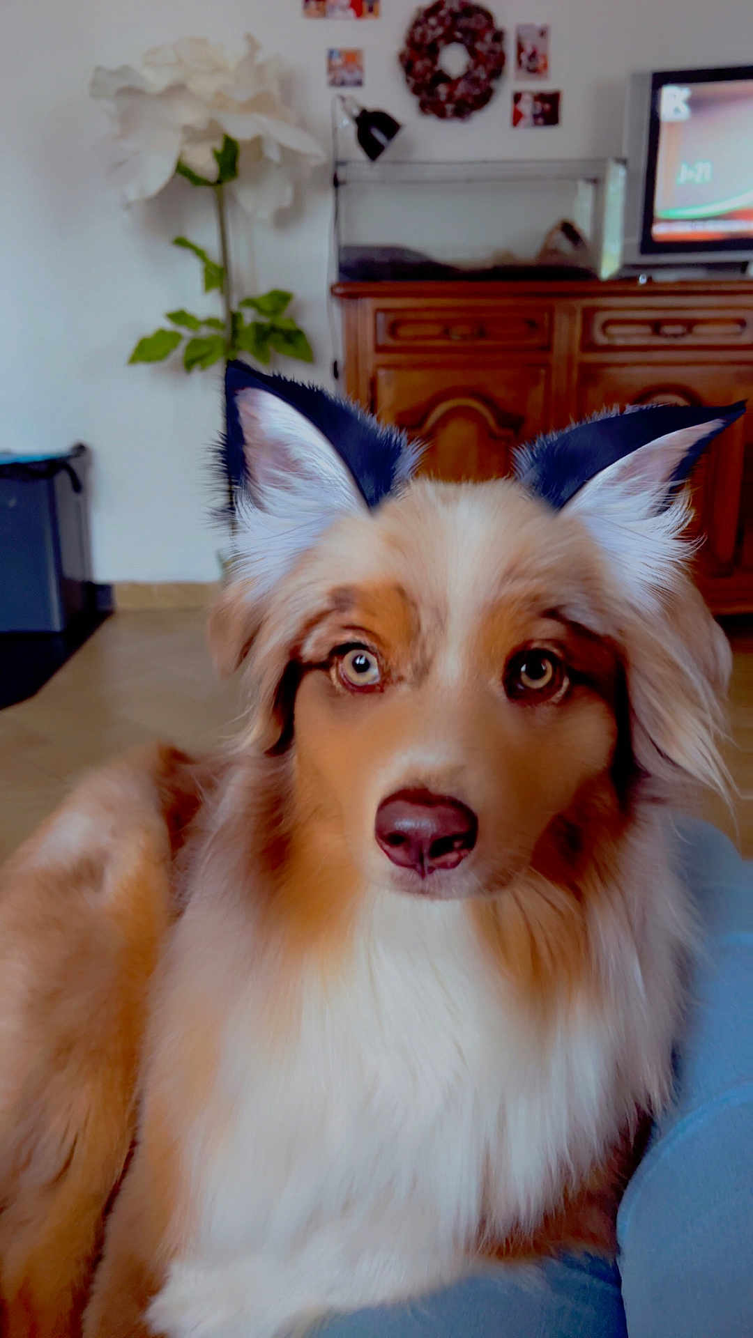 Umy participe au concours pour gagner de l'argent avec cette photo : animal, black, brown, closeup, costume, couch, decor, dog, ears, eyes, flower, fluffy, furniture, indoor, living_room, nose, pet, relaxing, television, white