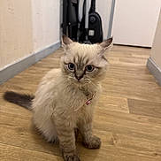 𝑳. participe au concours pour gagner de l'argent avec cette photo : animal, bell, blue_eyes, cat, collar, curious, cute, domestic, feline, floor, fluffy, hallway, indoor, kitten, pet, sitting, small, vacuum_cleaner, wooden_floor, young