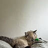𝑳. a rejoint le concours — aidez-le/la à gagner de superbes lots ! kitten, cat, sleeping, resting, furry, fluffy, toy, blanket, cozy, indoor, pet, animal, cute, small, young, relaxed, soft, comfort, peaceful, home
