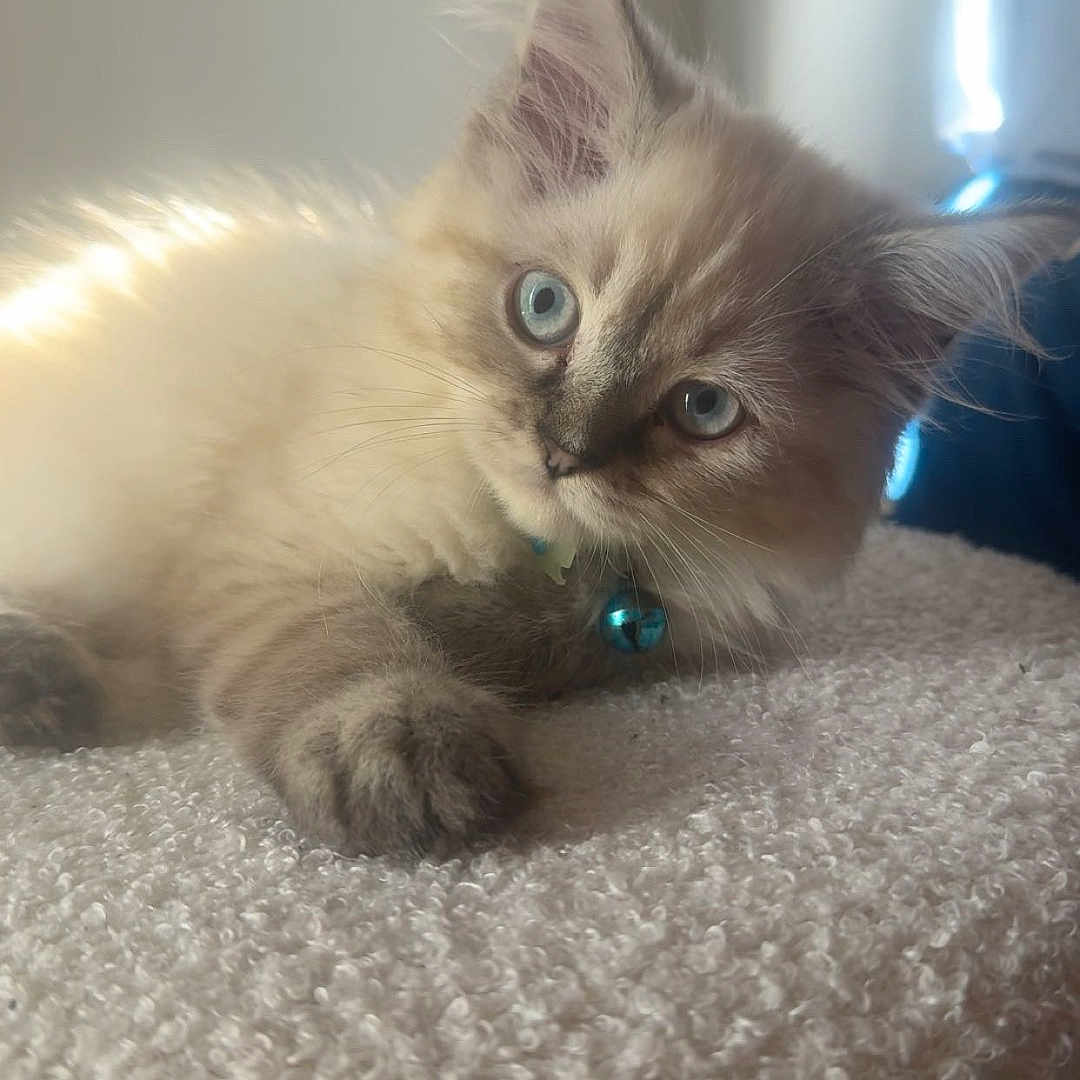 𝑳. a rejoint le concours — aidez-le/la à gagner de superbes lots ! kitten, cat, blue_eyes, fluffy, collar, bell, pet, cute, fur, animal, indoor, resting, soft, texture, close_up, young, adorable, light, curious, feline