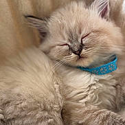 𝑳. participe au concours pour gagner de l'argent avec cette photo : kitten, cat, sleeping, fluffy, collar, blue_collar, fur, pet, cute, cozy, rest, animal, domestic_cat, whiskers, soft, close_up, relaxing, paw, indoor, blanket