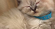 𝑳. participe au concours pour gagner de l'argent avec cette photo : animal, blanket, blue_collar, cat, close_up, collar, cozy, cute, domestic_cat, fluffy, fur, indoor, kitten, paw, pet, relaxing, rest, sleeping, soft, whiskers