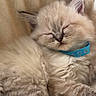 kitten, cat, sleeping, fluffy, collar, blue_collar, fur, pet, cute, cozy, rest, animal, domestic_cat, whiskers, soft, close_up, relaxing, paw, indoor, blanket