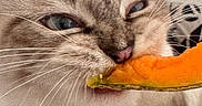 Blue participe au concours pour gagner de l'argent avec cette photo : cat, close_up, blue_eyes, whiskers, collar, bell, orange, food, bite, feline, cute, fur, pet, indoor, mammal, animal, playful, purple, texture, face