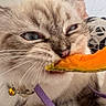 animal, bell, bite, blue_eyes, cat, close_up, collar, cute, face, feline, food, fur, indoor, mammal, orange, pet, playful, purple, texture, whiskers