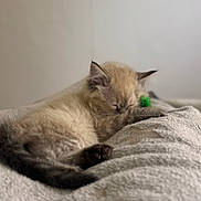 Blue a rejoint le concours — aidez-le/la à gagner de superbes lots ! kitten, sleeping, cat, animal, pet, cozy, blanket, soft, fur, cute, relaxing, indoor, toy, small, peaceful, resting, closeup, feline, comfort, nap