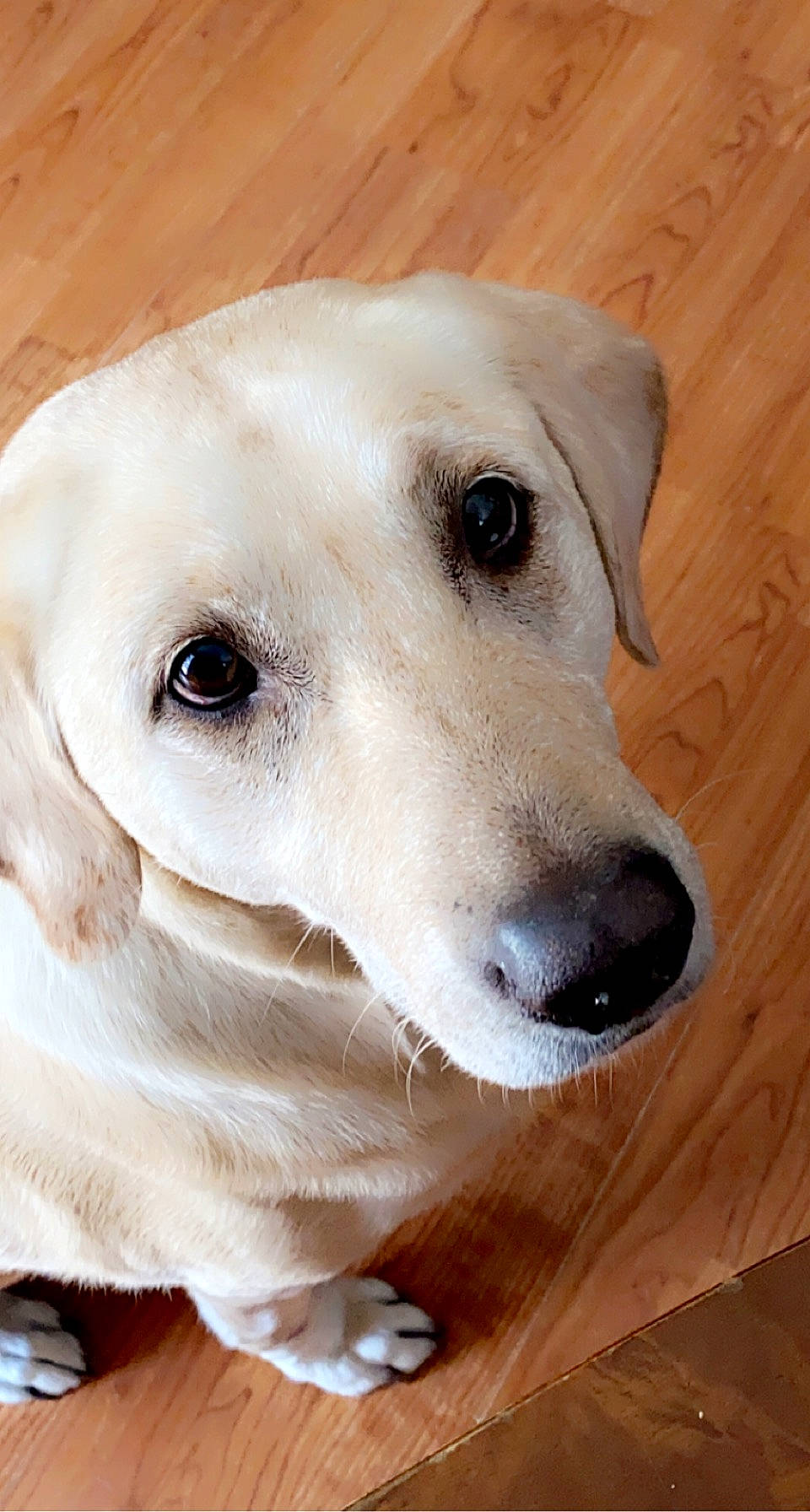 Faith joined the competition — help win amazing prizes! ancient_dog_breeds, canidae, carnivore, companion_dog, dog, dog_breed, dog_collar, ear, fawn, fur, jaw, non_sporting_group, pet_supply, retriever, snout, sporting_group, terrestrial_animal, whiskers, wood, working_animal