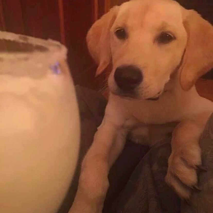 Puppy Faith