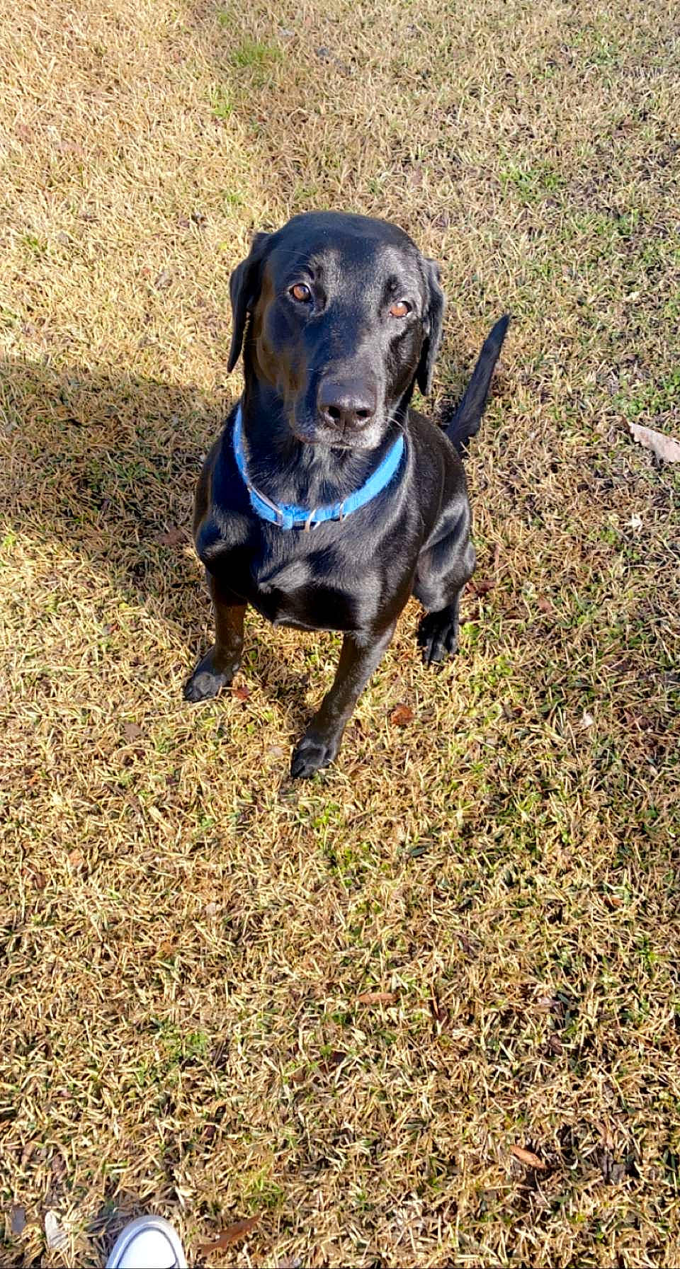 Drakie is registered to the contest to win money with this photo: borador, canidae, carnivore, collar, companion_dog, dog, dog_breed, dog_collar, dog_supply, electric_blue, fawn, grass, guard_dog, gun_dog, leash, pet_supply, soil, tail, working_animal, working_dog