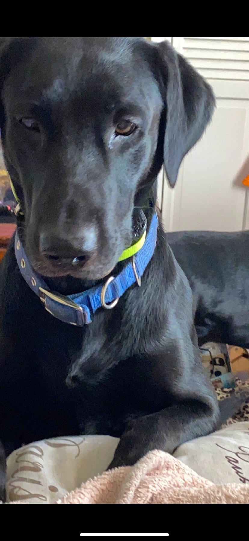 Drakie is registered to the contest to win money with this photo: borador, canidae, carnivore, collar, companion_dog, dog, dog_breed, dog_collar, dog_supply, electric_blue, fashion_accessory, fawn, gun_dog, liver, personal_protective_equipment, pet_supply, snout, sporting_group, whiskers, working_animal