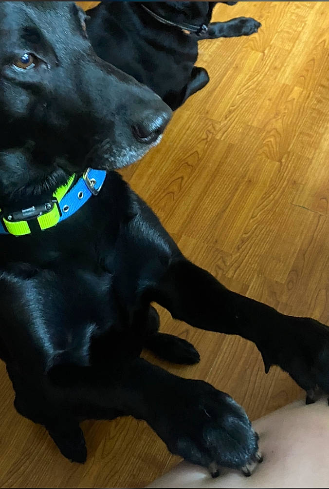 Drakie joined the competition — help win amazing prizes! borador, carnivore, collar, companion_dog, dog, dog_breed, dog_collar, flooring, fur, guard_dog, hardwood, liver, pet_supply, snout, sporting_group, tail, varnish, wood, wood_flooring, working_animal