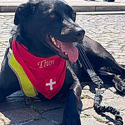 Thor a rejoint le concours — aidez-le/la à gagner de superbes lots ! dog, black_dog, bandana, red_bandana, swiss_flag, harness, leash, tongue_out, cobblestone, outdoor, sunny, street, resting, pet, animal, canine, daylight, crowd, footwear, clothing