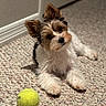 dog, pet, tennis_ball, carpet, indoor, small_dog, fur, playful, cute, animal, laying_down, curious, ears, floor, toy, domestic_animal, companion, brown, white, black