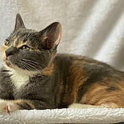 Macy Gray is registered to the contest to win money with this photo: cat, kitten, calico, feline, pet, animal, whiskers, ears, paws, fur, cute, relaxed, soft_blanket, indoor, portrait, closeup, domestic_cat, young_cat, resting, cozy