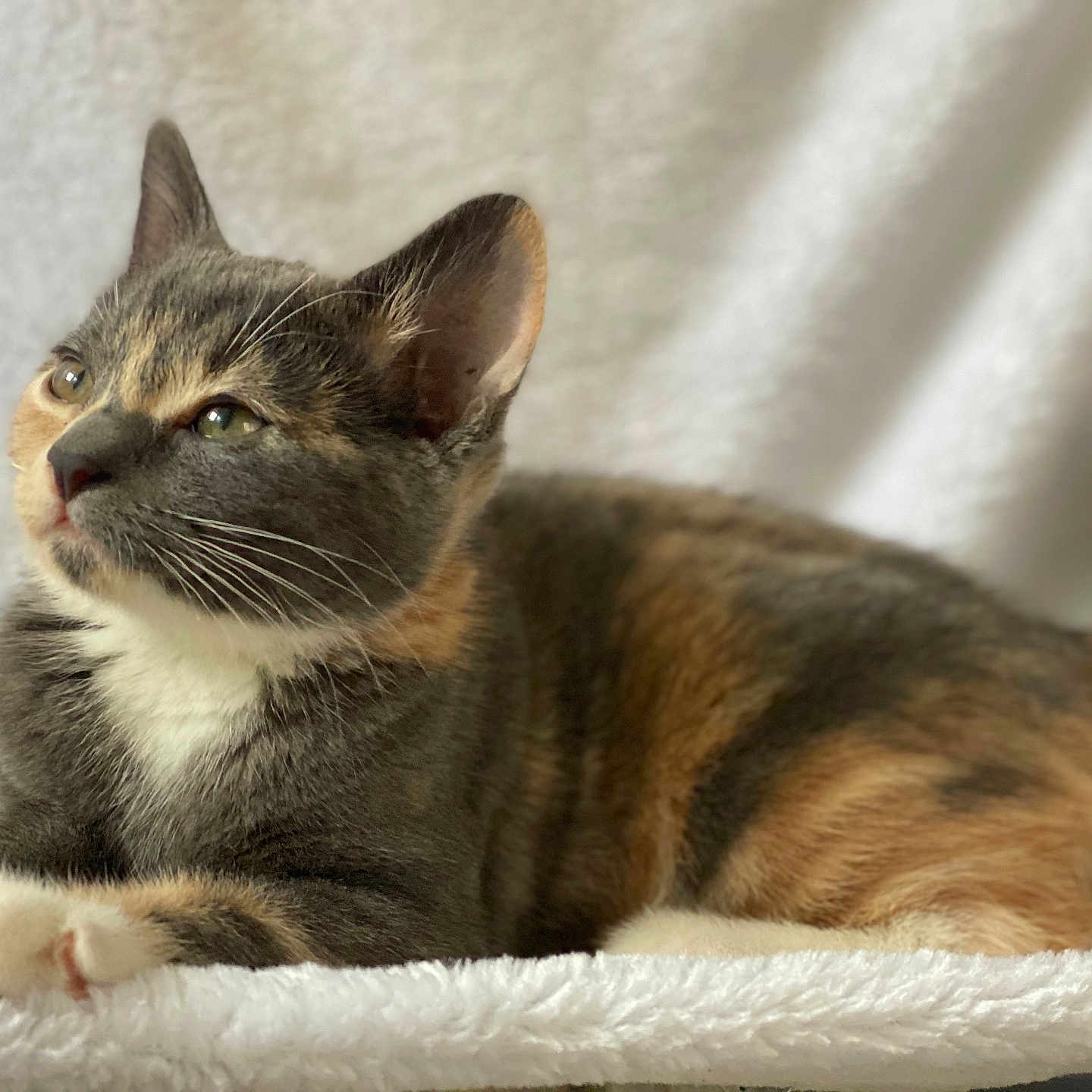 Macy Gray is registered to the contest to win money with this photo: animal, calico, cat, closeup, cozy, cute, domestic_cat, ears, feline, fur, indoor, kitten, paws, pet, portrait, relaxed, resting, soft_blanket, whiskers, young_cat