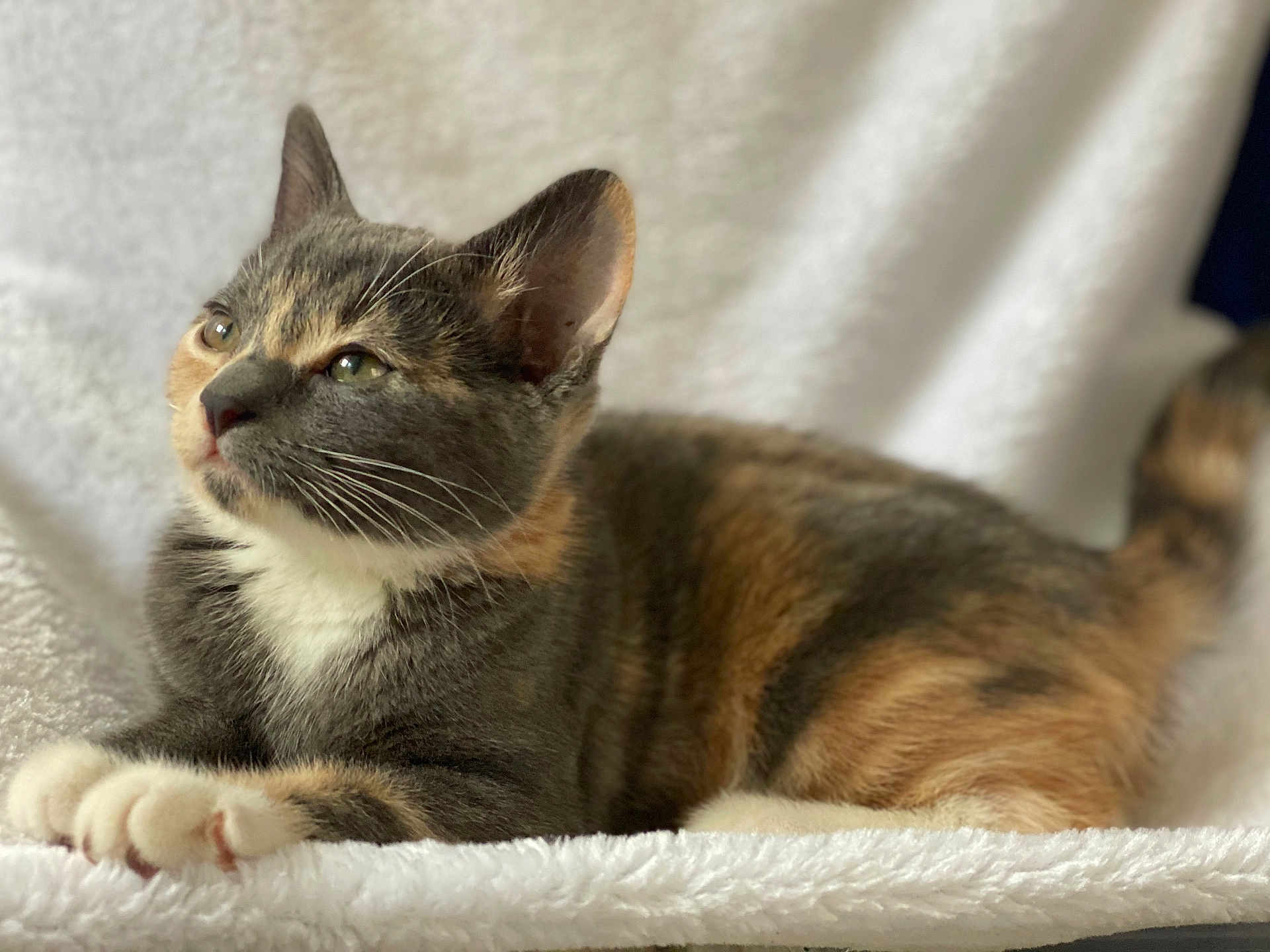 Macy Gray is registered to the contest to win money with this photo: cat, kitten, calico, feline, pet, animal, whiskers, ears, paws, fur, cute, relaxed, soft_blanket, indoor, portrait, closeup, domestic_cat, young_cat, resting, cozy