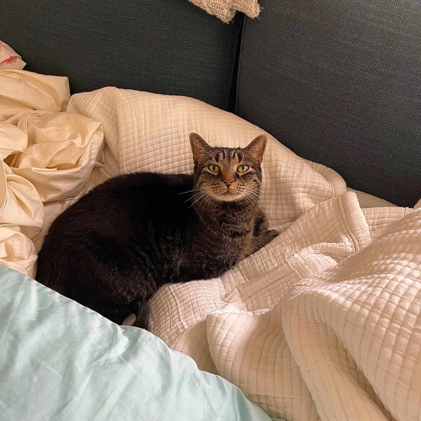 Beautiful is registered to the contest to win money with this photo: cat, tabby, pet, indoor, blanket, pillow, couch, furniture, cozy, resting, fur, animal, cute, domestic, relaxed, whiskers, ears, eyes, home, soft