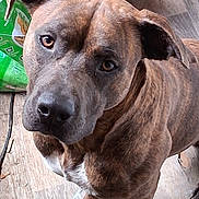 Hot Rod joined the competition — help win amazing prizes! dog, brindle, pet, canine, close_up, floor, wooden_floor, food_bag, looking_up, ears, fur, brown, white_patch, animal, indoor, paw, expression, curious, standing, portrait