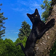India is registered to the contest to win money with this photo: black_cat, cat, tree, climbing, outdoor, nature, greenery, sky, blue_sky, moss, animal, pet, fur, wildlife, curious, alert, sunlight, branch, leaf, daytime