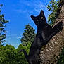 black_cat, cat, tree, climbing, outdoor, nature, greenery, sky, blue_sky, moss, animal, pet, fur, wildlife, curious, alert, sunlight, branch, leaf, daytime