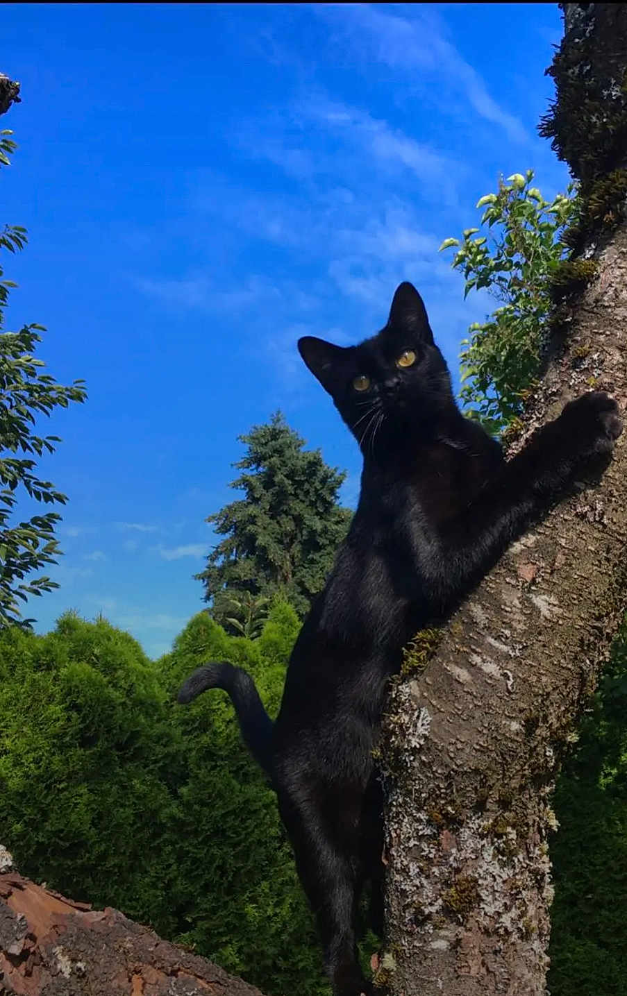 India is registered to the contest to win money with this photo: black_cat, cat, tree, climbing, outdoor, nature, greenery, sky, blue_sky, moss, animal, pet, fur, wildlife, curious, alert, sunlight, branch, leaf, daytime