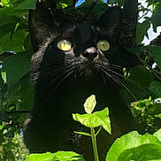 Indy joined the competition — help win amazing prizes! animal, black_cat, blue_sky, cat, close_up, curious, daylight, eyes, foliage, green_leaves, mammal, nature, outdoor, pet, portrait, sky, sunlight, tree_branch, whiskers, wildlife