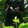 animal, black_cat, blue_sky, cat, close_up, curious, daylight, eyes, foliage, green_leaves, mammal, nature, outdoor, pet, portrait, sky, sunlight, tree_branch, whiskers, wildlife