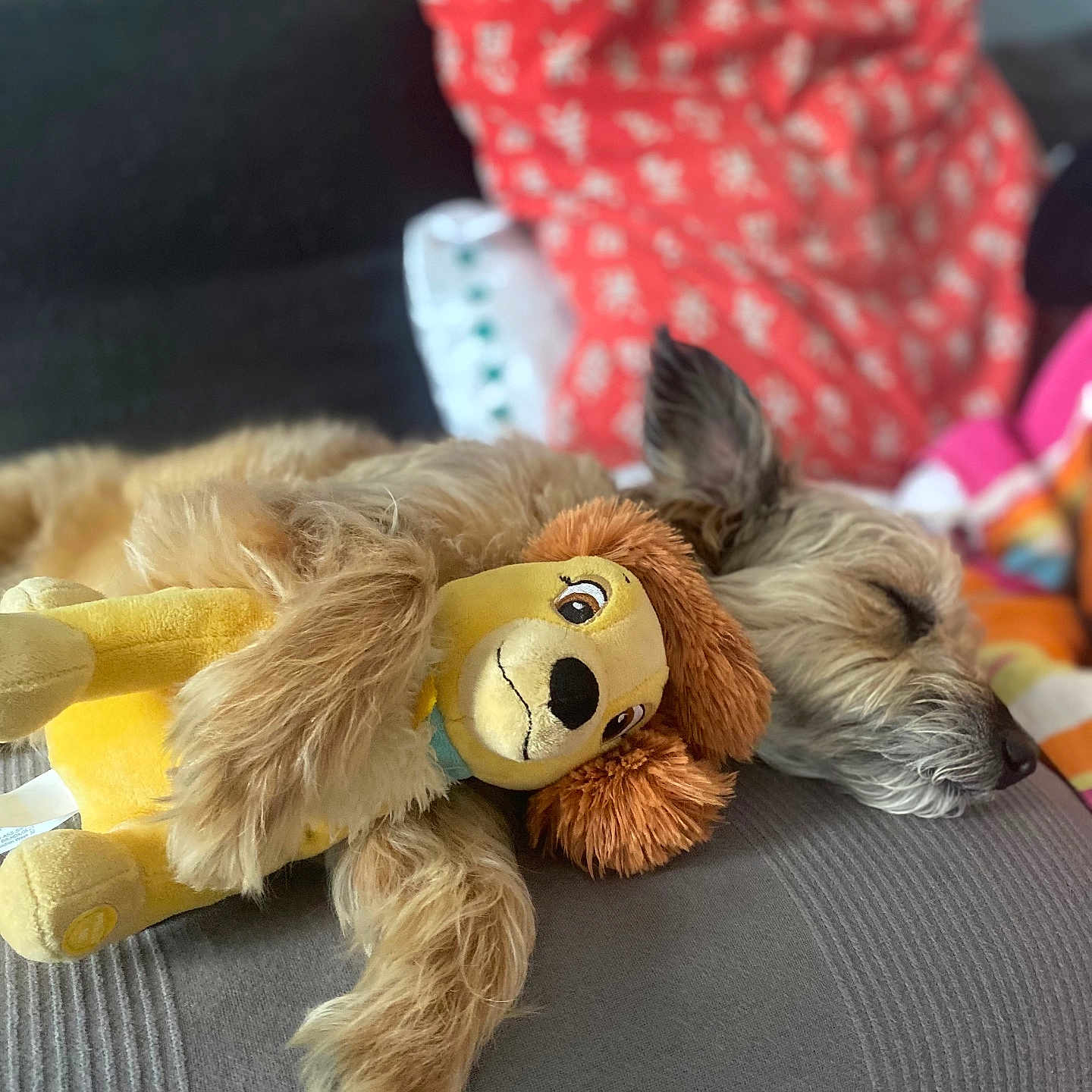 Courage a rejoint le concours — aidez-le/la à gagner de superbes lots ! animal, ball, bed, blanket, canine, cat, couch, cushion, dog, furniture, homedecor, kitten, person, pet, pillow, plush, puppy, sleeping, teddybear, toy