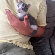 Haribo participe au concours pour gagner de l'argent avec cette photo : kitten, cat, hand, person, yellow_shirt, grey_couch, indoor, pet, cute, small, fur, animal, resting, young, domestic_cat, whiskers, tail, comfort, seated, human