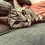 Zara is registered to the contest to win money with this photo: cat, tabby_cat, closeup, lying_down, couch, cushion, indoor, pet, whiskers, fur, relaxed, cozy, texture, soft_light, animal, mammal, face, ears, eyes, home
