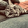 cat, tabby_cat, closeup, lying_down, couch, cushion, indoor, pet, whiskers, fur, relaxed, cozy, texture, soft_light, animal, mammal, face, ears, eyes, home