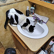 Bobby joined the competition — help win amazing prizes! cat, black_and_white_cat, sink, faucet, running_water, bathroom, countertop, cabinet, towel, soap_dispenser, lotion_bottle, makeup_brushes, toiletry_items, tile_wall, heater, space_heater, toilet_paper, wood_grain, pet_drinking, indoor