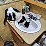 cat, black_and_white_cat, sink, faucet, running_water, bathroom, countertop, cabinet, towel, soap_dispenser, lotion_bottle, makeup_brushes, toiletry_items, tile_wall, heater, space_heater, toilet_paper, wood_grain, pet_drinking, indoor