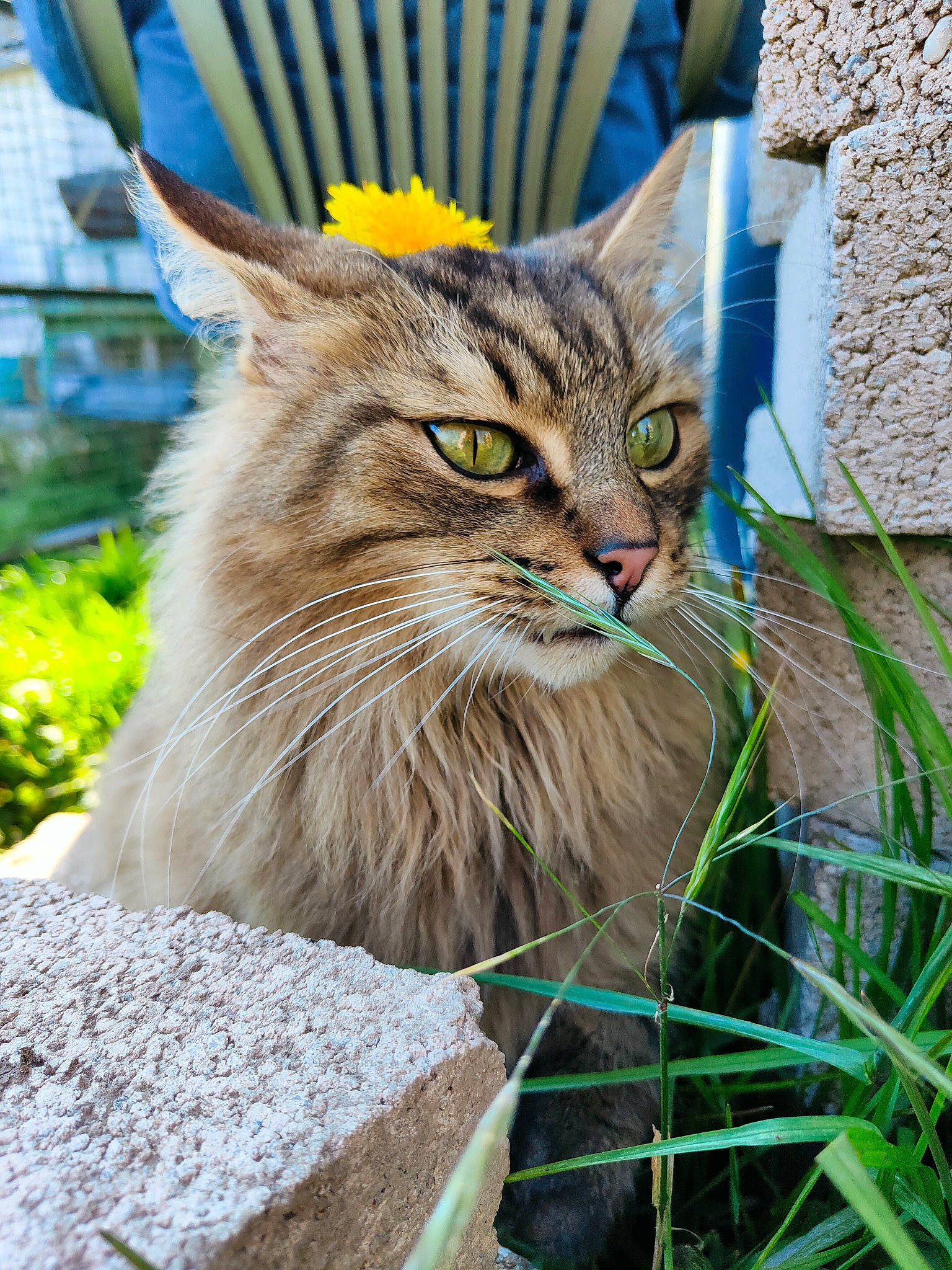 Natsu participe au concours pour gagner de l'argent avec cette photo : carnivore, cat, claw, domestic_short_haired_cat, fawn, felidae, flowerpot, fur, grass, houseplant, maine_coon, plant, siberian, small_to_medium_sized_cats, snout, tail, terrestrial_animal, whiskers, wildlife, wood
