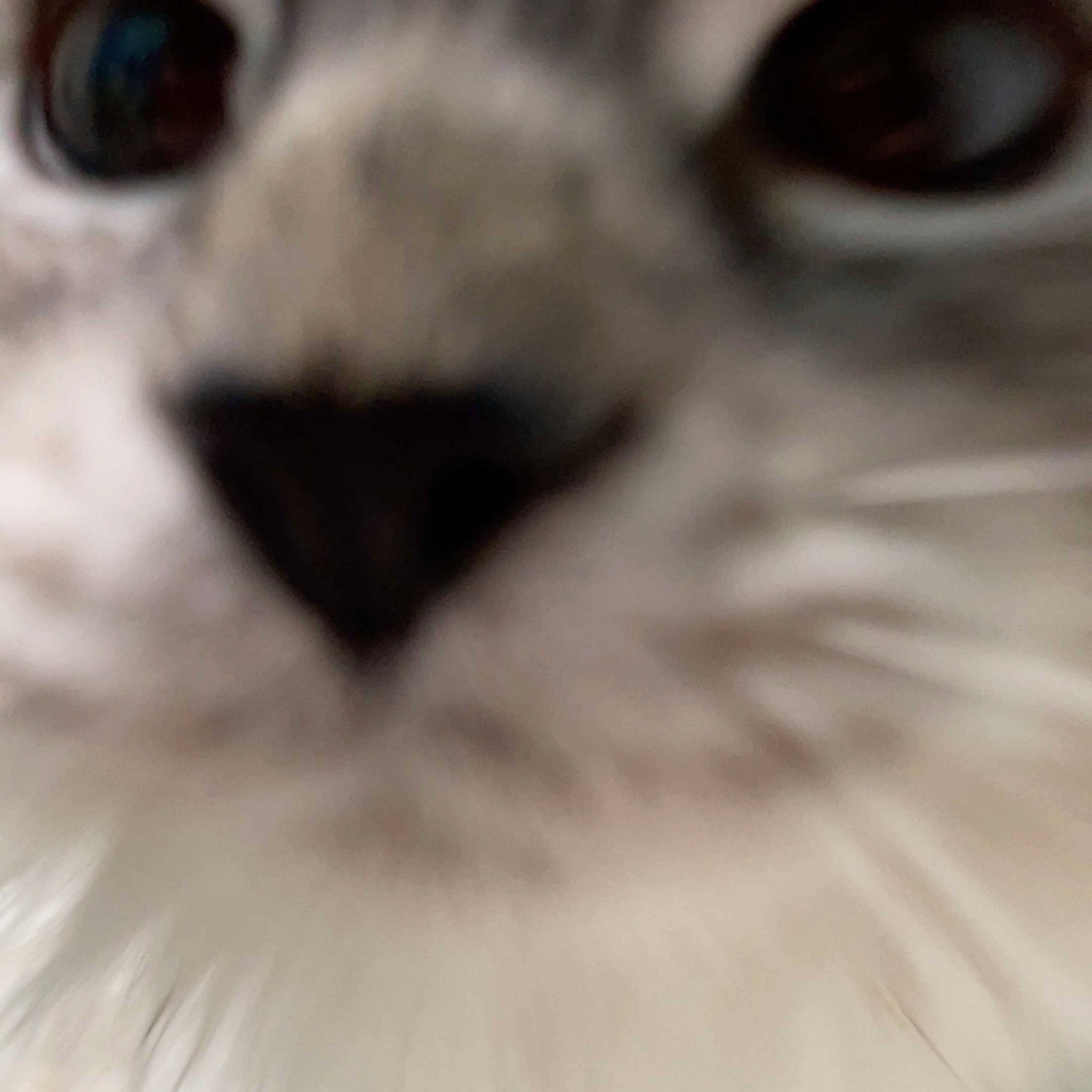 Dee-dee is registered to the contest to win money with this photo: balinese, carnivore, cat, close_up, domestic_short_haired_cat, ear, eye, eyelash, felidae, fur, head, human_body, iris, monochrome_photography, nose, small_to_medium_sized_cats, snout, terrestrial_animal, whiskers, wildlife