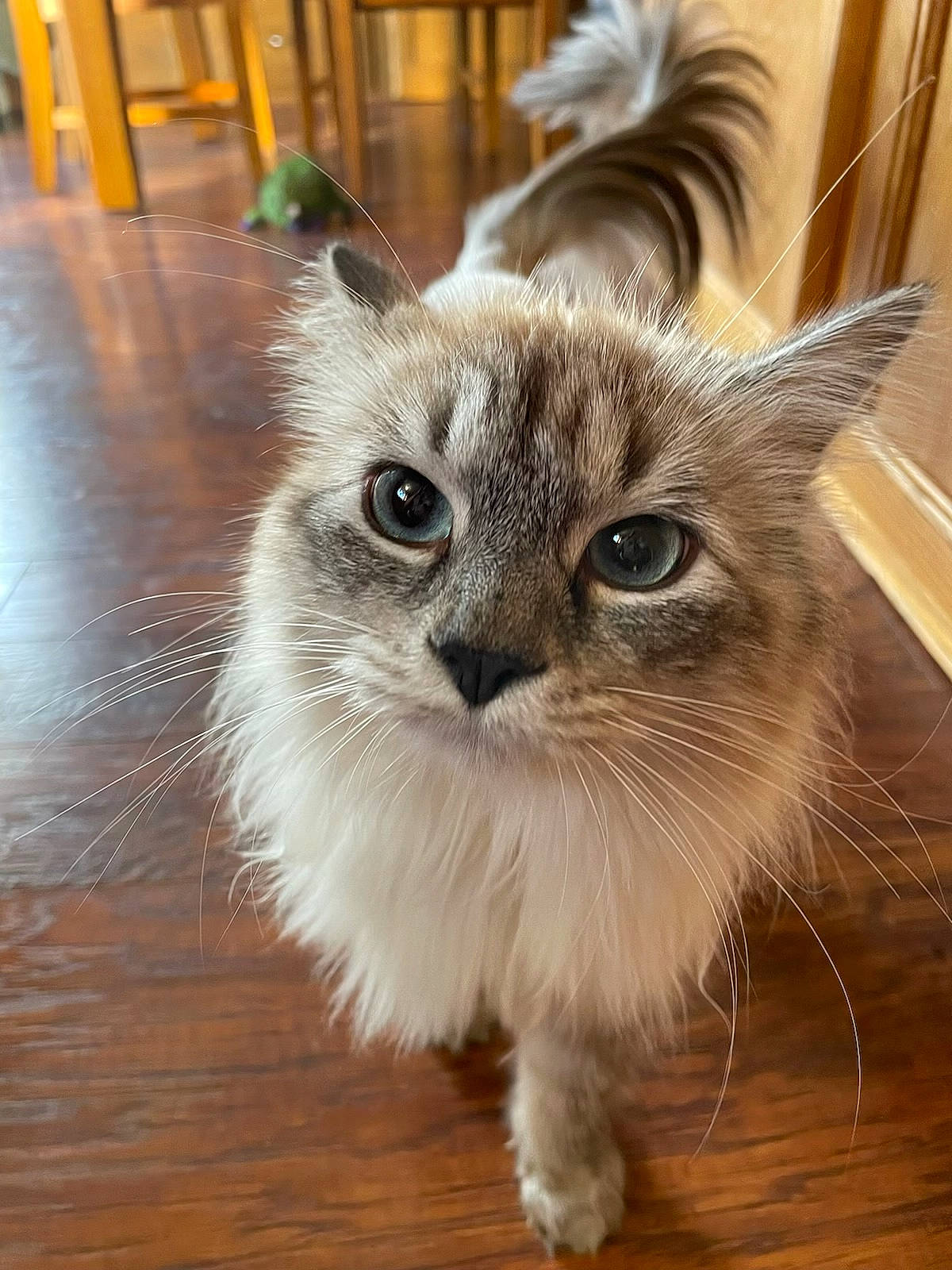 Dee-dee is registered to the contest to win money with this photo: carnivore, cat, domestic_short_haired_cat, fawn, felidae, floor, flooring, fur, hardwood, laminate_flooring, plank, plant, small_to_medium_sized_cats, snout, tail, varnish, whiskers, wood, wood_flooring, wood_stain