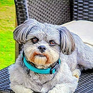 Teddy is registered to the contest to win money with this photo: dog, pet, outdoor, chair, wicker, gray_fur, collar, cute, animal, relaxed, grass, daylight, fur, mammal, companion, portrait, looking_at_camera, resting, domestic_animal, summer