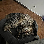 Jasper joined the competition — help win amazing prizes! cat, tabby_cat, pet_bed, upside_down, feline, indoor, wooden_floor, curious_eyes, fluffy_fur, home, cozy, relaxed, animal, mammal, domestic_cat, resting, cute, whiskers, ears, paw