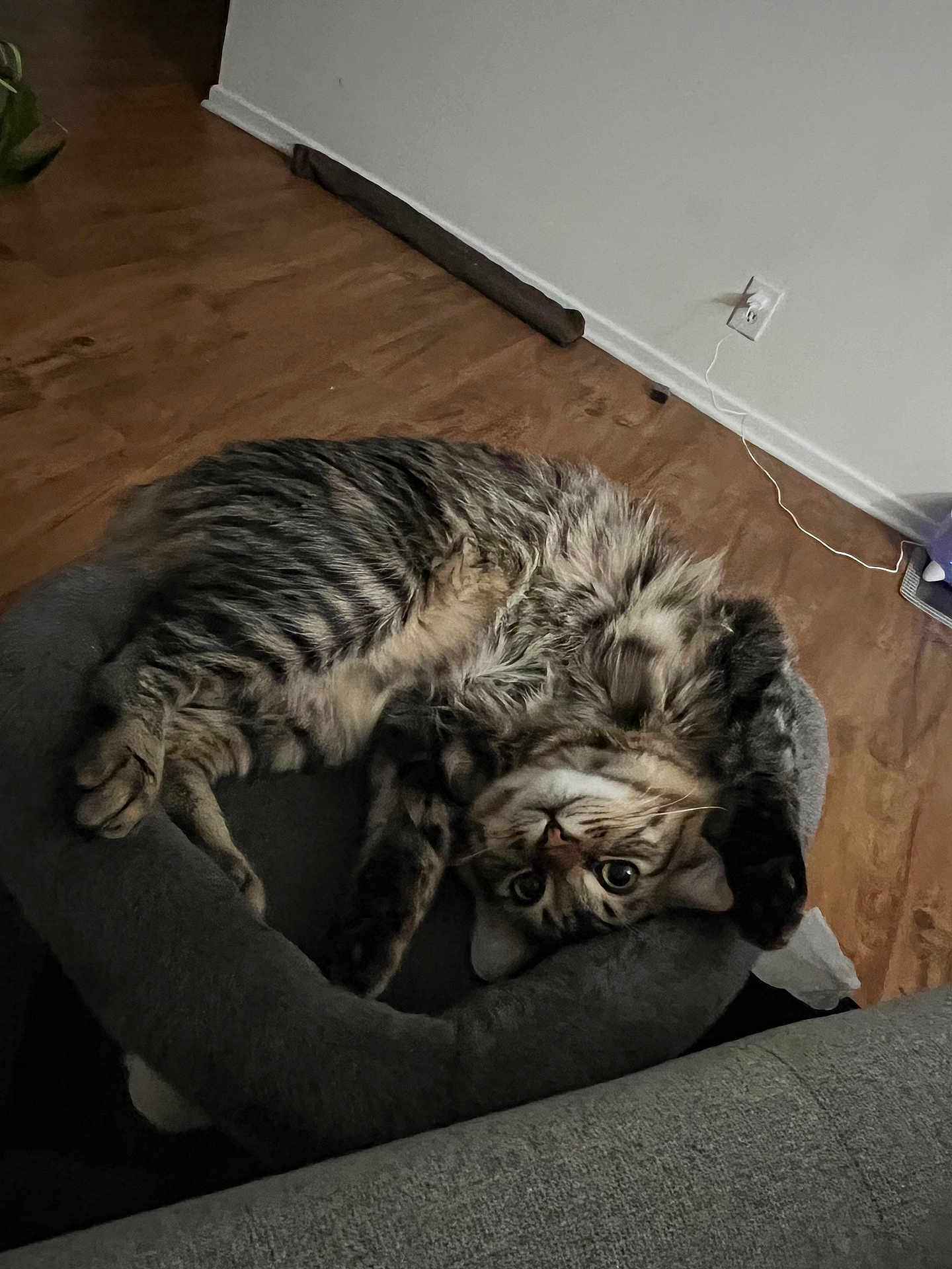 Jasper joined the competition — help win amazing prizes! cat, tabby_cat, pet_bed, upside_down, feline, indoor, wooden_floor, curious_eyes, fluffy_fur, home, cozy, relaxed, animal, mammal, domestic_cat, resting, cute, whiskers, ears, paw