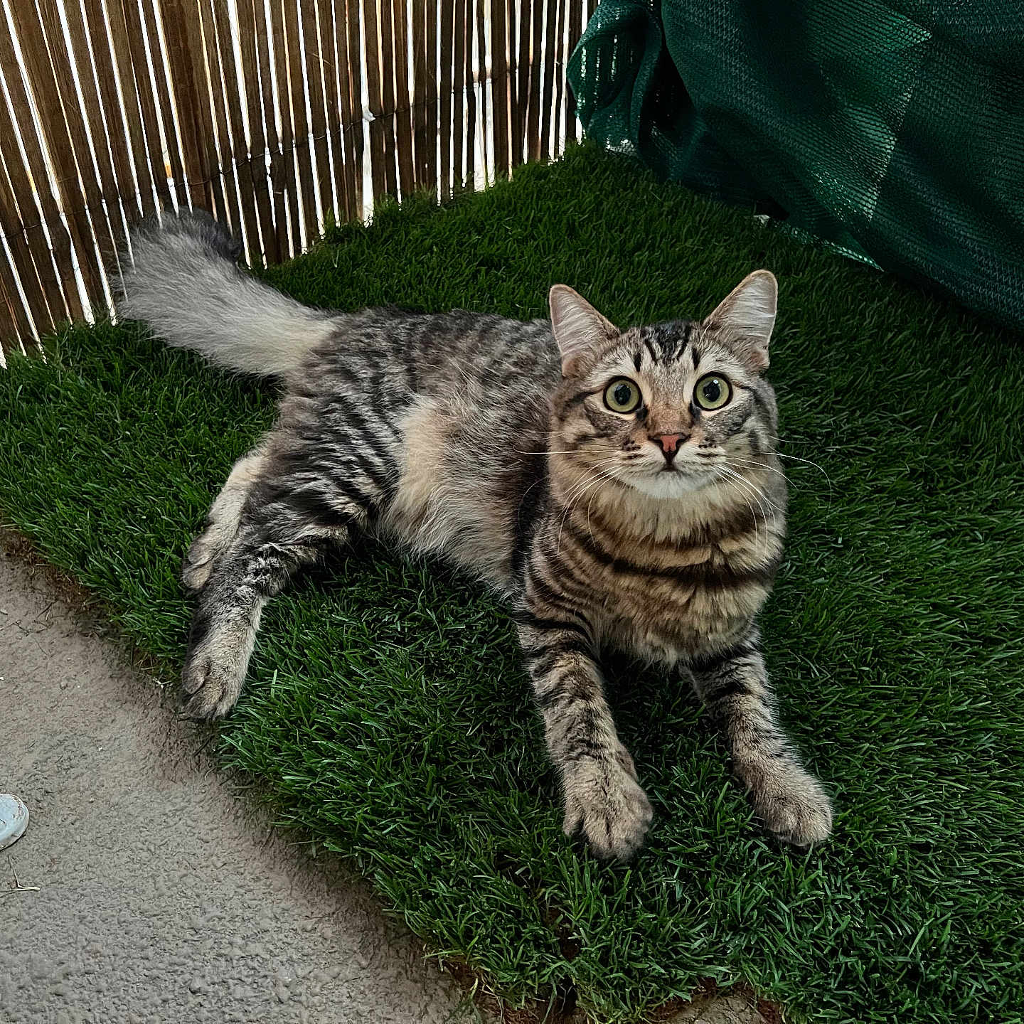 Jasper joined the competition — help win amazing prizes! animal, artificial_grass, bamboo, cat, curious, cute, domestic, fence, floor, fur, grass, indoor, paws, pet, resting, striped, tabby, tail, whiskers, wide_eyes