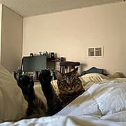 Jasper is registered to the contest to win money with this photo: bed, blanket, cat, cat_tree, computer_monitor, cozy, curious, domestic_cat, fur, furniture, home, indoor, living_room, paws_up, pet, resting, speakers, tabby_cat, whiskers, wide_eyes