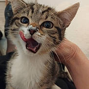 Luna participe au concours pour gagner de l'argent avec cette photo : kitten, cat, tabby, cute, animal, pet, fur, whiskers, tongue, playful, indoor, person, hand, expression, closeup, young, domestic, mammal, adorable, feline