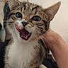 kitten, cat, tabby, cute, animal, pet, fur, whiskers, tongue, playful, indoor, person, hand, expression, closeup, young, domestic, mammal, adorable, feline