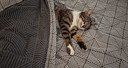 Luna a rejoint le concours — aidez-le/la à gagner de superbes lots ! cat, tabby, sleeping, bed, blanket, indoor, cozy, resting, fur, pet, animal, comfort, patterned, striped, relaxing, cute, whiskers, paws, domestic_cat, home