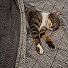 cat, tabby, sleeping, bed, blanket, indoor, cozy, resting, fur, pet, animal, comfort, patterned, striped, relaxing, cute, whiskers, paws, domestic_cat, home